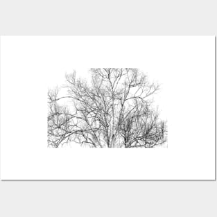 Spring Birch Posters and Art